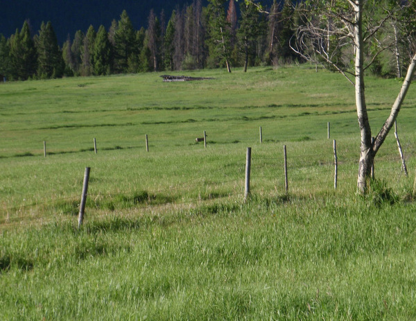 We catch a Doe crossing a field.